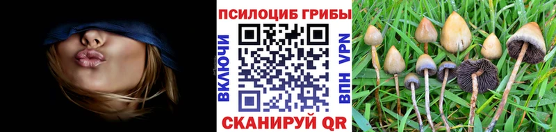 Псилоцибиновые грибы прущие грибы  Злынка 